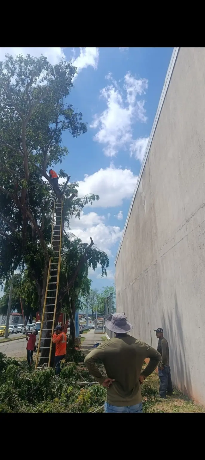 Equipo de Green PTY realizando la poda de un árbol de gran altura en Panamá